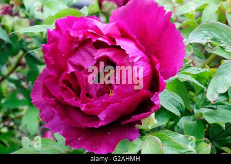 Pivoine arbustive paeonia suffruticosa rimpo flower Banque D'Images