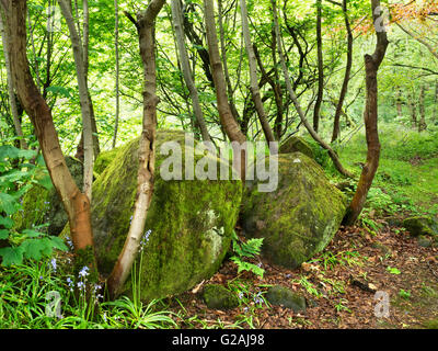 Rochers moussus au printemps Woodland à Middleton Woods Ilkley West Yorkshire Angleterre Banque D'Images