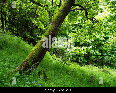 Arbres moussus au printemps en Middleton Woods Ilkley West Yorkshire Angleterre Banque D'Images