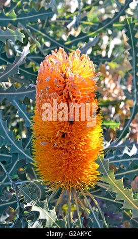 Fleur Orange Banksia australiens sont visités par les abeilles Banque D'Images