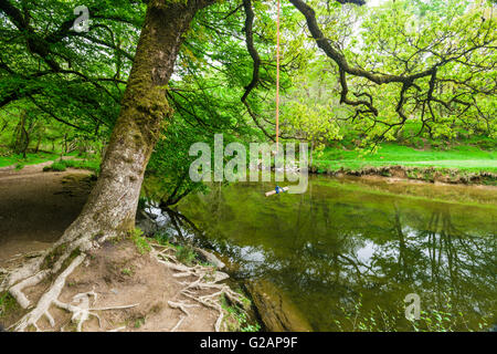 Rotation d'un arbre sur la rivière Barle au Parc National d'Exmoor, Somerset, Angleterre. Banque D'Images