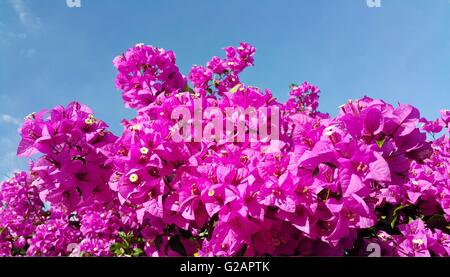 Fleurs de bougainvilliers roses contre le ciel bleu Banque D'Images