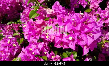 Fleurs de bougainvilliers roses avec des feuilles vertes Banque D'Images