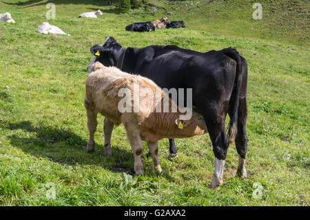 Veau brun et de lait de vache noire sur un alpage en Suisse. Banque D'Images