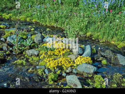 Au nain petit ruisseau.Mt Rainier National Park Banque D'Images