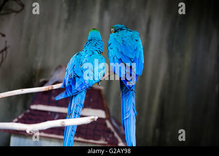 Un couple d'aras d'amour Banque D'Images