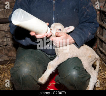 Close up d'un agneau nouveau-né d'être allaités au biberon, Derbyshire, Angleterre, Royaume-Uni Banque D'Images