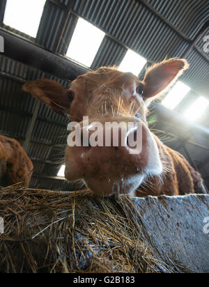 Gros plan d'une vache limousine dans une grange dans le Derbyshire, Angleterre, Royaume-Uni Banque D'Images