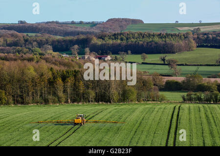 Agriculture - La pulvérisation d'engrais sur les cultures de blé au nord de la campagne du Yorkshire - Angleterre. Banque D'Images