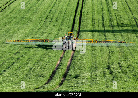 Agriculture - La pulvérisation d'engrais sur les cultures de blé - North Yorkshire - Angleterre. Banque D'Images
