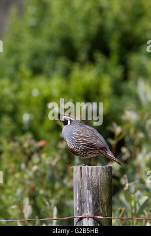 Caille californienne sur un poteau de clôture Banque D'Images