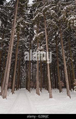 Forêt en hiver avec de hauts arbres et de la neige au sol d Banque D'Images