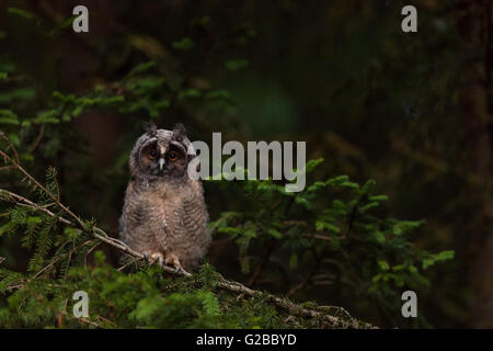 Hibou moyen long chick Banque D'Images