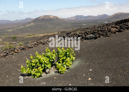 La viticulture sur sol volcanique noire, La Geria, Lanzarote, îles Canaries, Espagne Banque D'Images