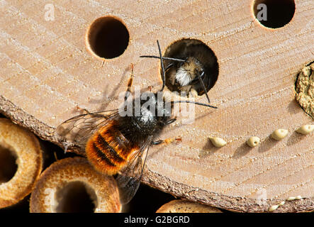 Rouge d'incubation (abeilles Osmia bicornis), de la famille des Megachilidae (Megachilidae), l'Apiculture, site de reproduction artificielle de l'hôtel Banque D'Images