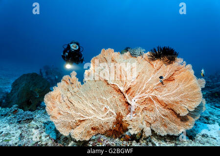 Plongeur et d'éventails de mer géantes (Annella mollis), Great Barrier Reef, Queensland, Cairns, Océan Pacifique, Australie Banque D'Images