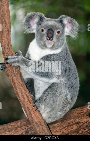 Koala (Phascolarctos cinereus) assis sur la branche d'arbre en arbre, Brisbane, Queensland, Australie Banque D'Images