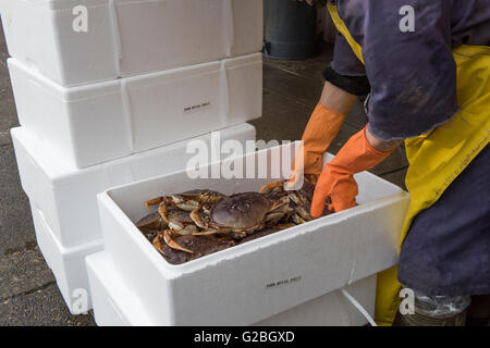 Sélection de crabes poissons monger boîtes mousse Chinatown fish market, Ville de Vancouver Banque D'Images