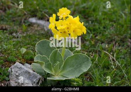 L'oreille d'ours, Auricula ou la montagne coucou bleu (Primula auricula), Parc National de Kalkalpen ou Parc National des Alpes calcaires Banque D'Images