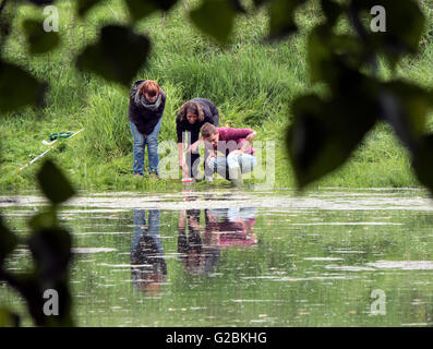 Les biologistes prend un échantillon d'eau dans un étang envahi. Banque D'Images