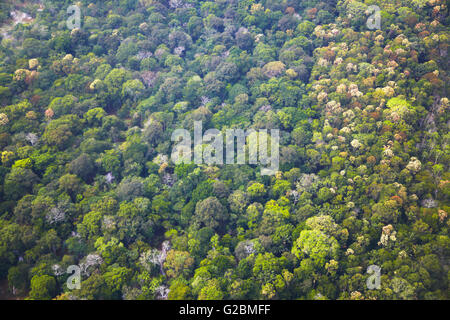 Vue aérienne de la forêt amazonienne, Manaus, Amazonas, Brésil Banque D'Images