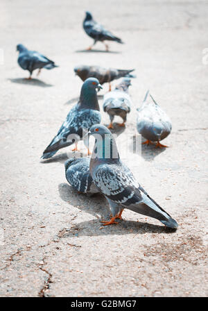 Photo en gros plan des pigeons sur une rue de Londres Banque D'Images