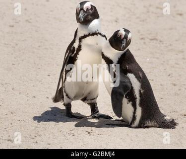 Pingouins africains (Spheniscus demersus), à la plage de Boulders Banque D'Images