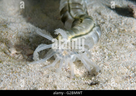 Ver tacheté Le concombre de mer, concombre de mer ou la bouche en synaptid géant de concombre de mer (Synapta maculata) Red Sea, Egypt, Africa Banque D'Images