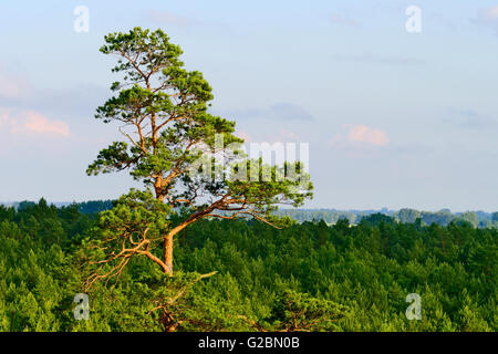 Paysage aérien avec forêt de pins de plus en plus occidentale, dans le nord de la Pologne. La partie supérieure du seul grand pin arbre dans l'avant-plan. Banque D'Images