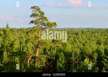 Paysage aérien avec forêt de pins de plus en plus occidentale, dans le nord de la Pologne. La partie supérieure du seul grand pin arbre dans l'avant-plan. Banque D'Images