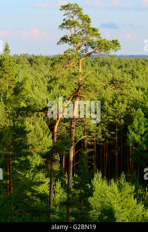 Paysage aérien avec forêt de pins de plus en plus occidentale, dans le nord de la Pologne. La partie supérieure du seul grand pin arbre dans l'avant-plan. Banque D'Images