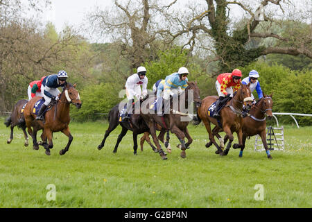 Course de chevaux vers une clôture autour de la point à point local Banque D'Images