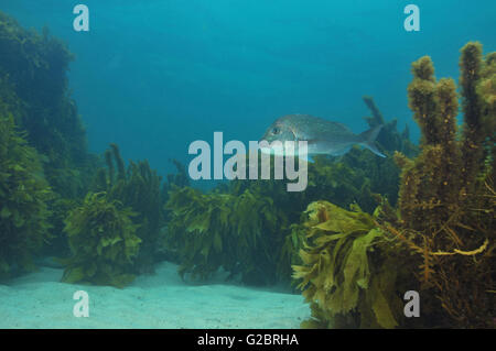 Australasian snapper parmi le varech Banque D'Images