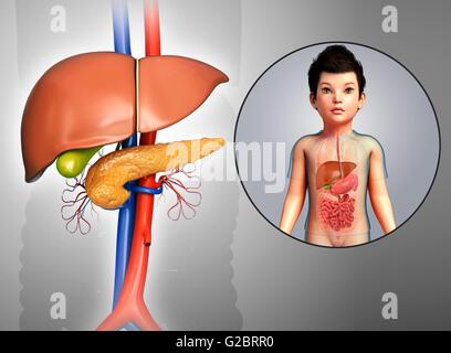 Les organes internes d'un enfant, de l'illustration. Banque D'Images