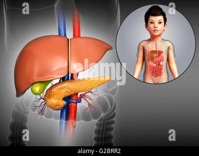 Les organes internes d'un enfant, de l'illustration. Banque D'Images