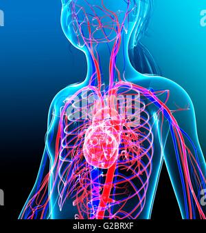 Les droits de l'appareil cardiovasculaire, l'illustration. Banque D'Images