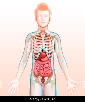 Les organes internes, de l'illustration. Banque D'Images