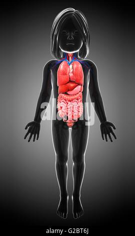 Les organes internes d'un enfant, de l'illustration. Banque D'Images