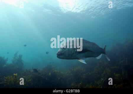 Snapper grand tournant dans l'eau peu profonde Banque D'Images