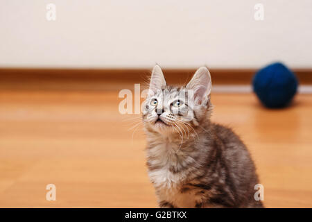 Chaton Bobtail Kouriles jusqu'à gris. Chat de race. Chaton mignon et drôle. Animal de compagnie. Banque D'Images