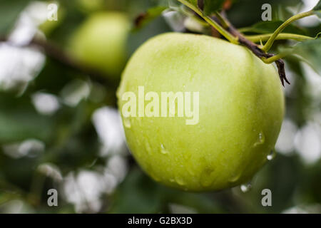 Gouttes de pluie sur green apple juste après la pluie Banque D'Images