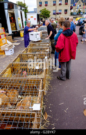 L'achat d'acheteurs sur le marché de volailles vivantes à Saint-Hilaire-du-Harcouet, Normandie, France Banque D'Images