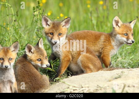 Red Fox family, quatre mignons petits oursons se reposant près du terrier, regardant la caméra ( Vulpes vulpes ) Banque D'Images