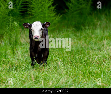 Veau Holstein noir et blanc dans un champ Banque D'Images