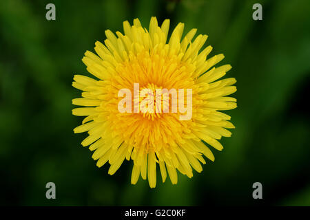 Vue de dessus de pissenlit jaune vif Banque D'Images
