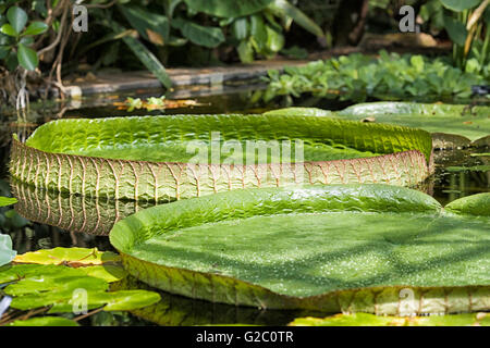 Water Lilies, Nymphaea dans étang de jardin Banque D'Images