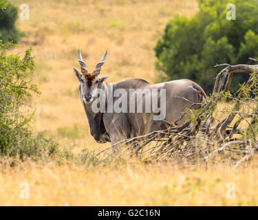 L'éland commun mâle (taurotragus oryx), Banque D'Images