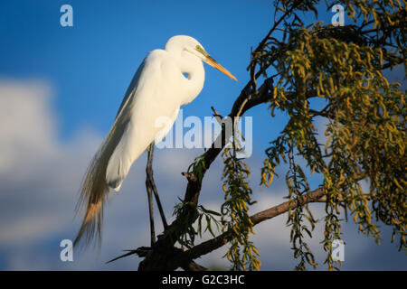 Une Grande Aigrette assis dans un arbre Banque D'Images