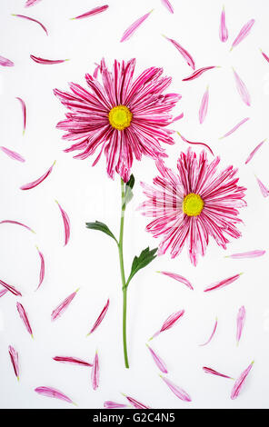 Pétales de chrysanthèmes et posé à plat sur fond blanc Banque D'Images