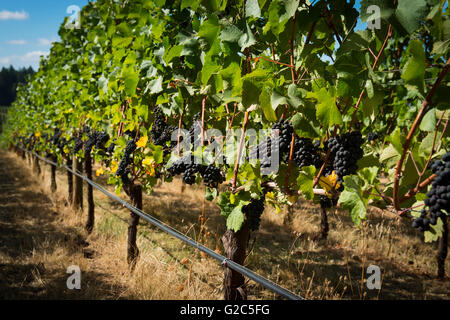 Willamette Valley Vineyard, Oregon Banque D'Images